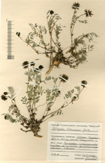 Сканированный гербарный сбор