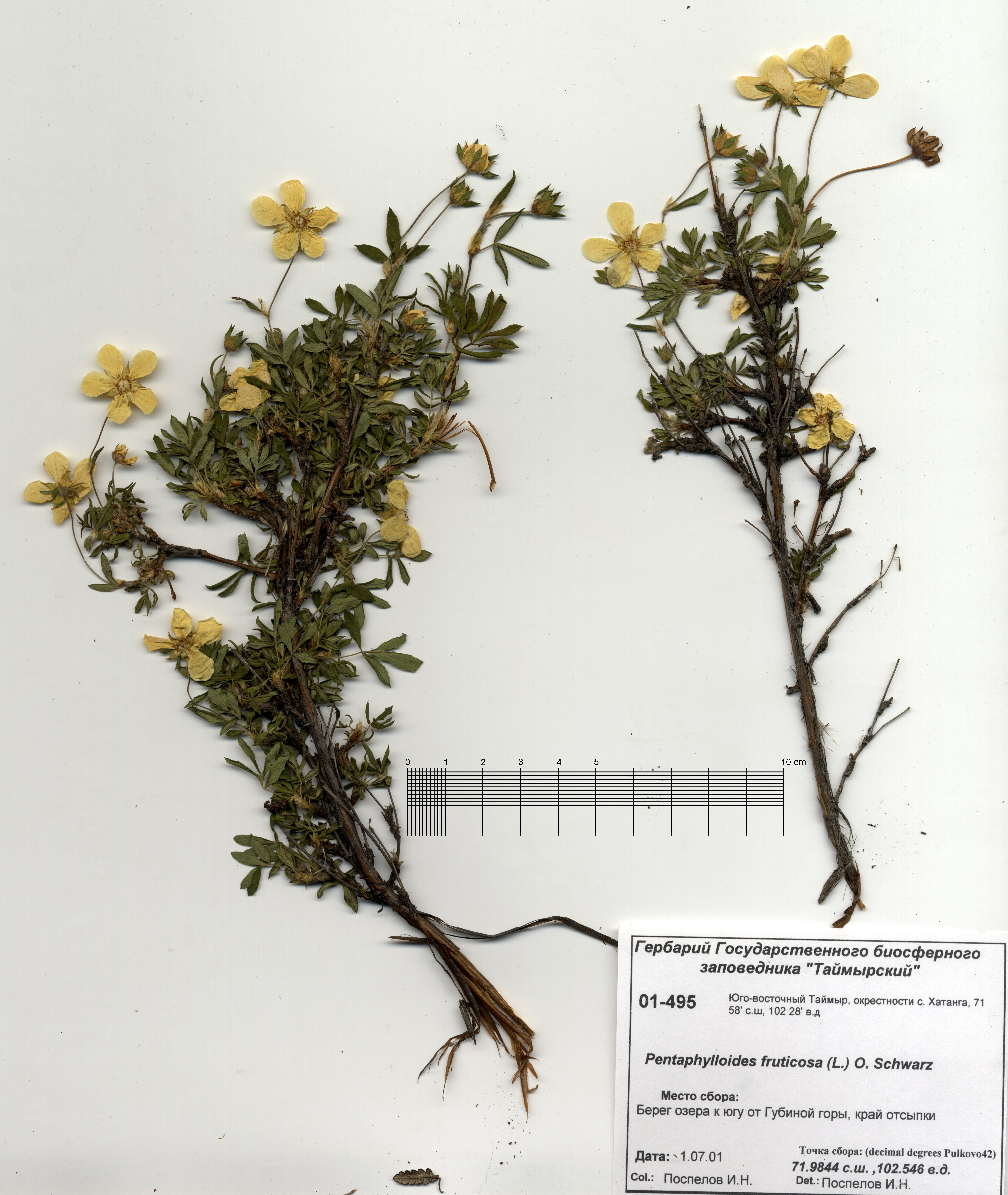 Pentaphylloides fruticosa (L.) O. Schwarz - Курильский чай (пятилистник)  кустарниковый