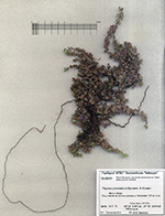 Сканированный гербарный сбор